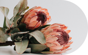 orange flowers